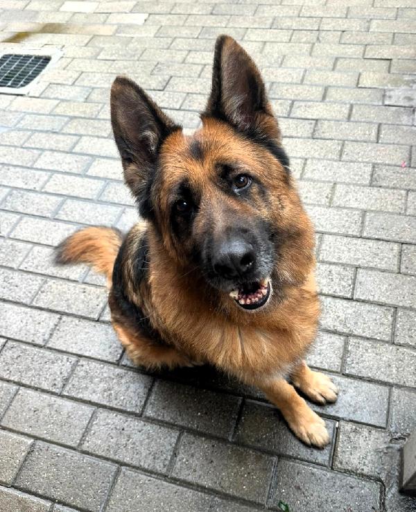 IBRA STREPITOSO PASTORE TEDESCO Foto 2